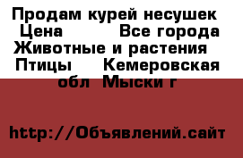 Продам курей несушек › Цена ­ 350 - Все города Животные и растения » Птицы   . Кемеровская обл.,Мыски г.